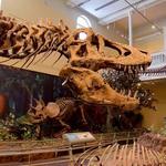 Carnegie Museum of Natural History