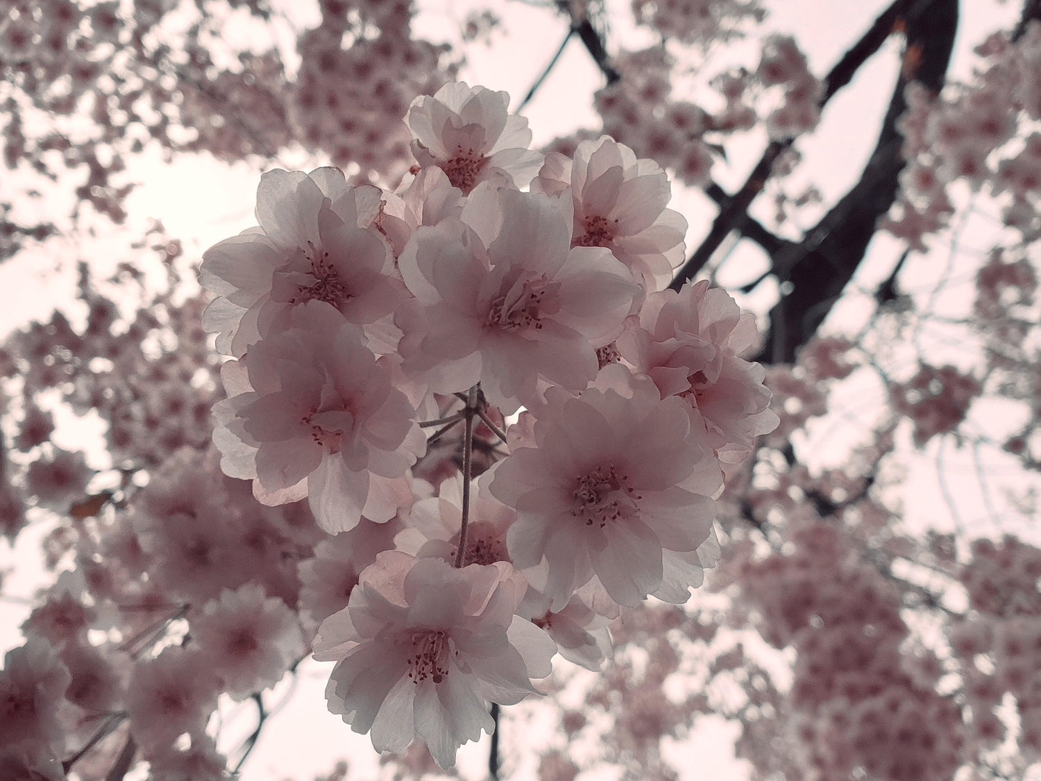 The Wedding Website of Sarah Sapp and Adam Huffaker