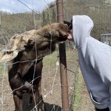 Reindeer Farm