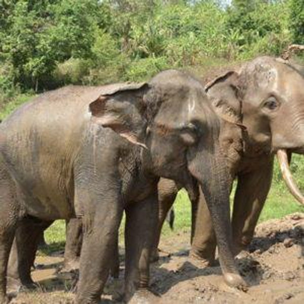 Elephant Sanctuary Visit & Bamboo Rafting
