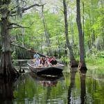 Honey Island Swamp Tours