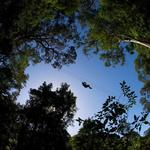 Karkloof Canopy Tour