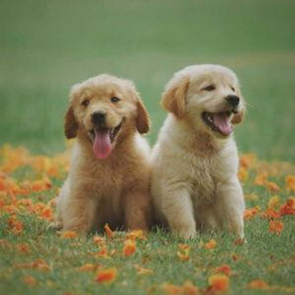 Lauren's Golden Retriever Puppy Fund