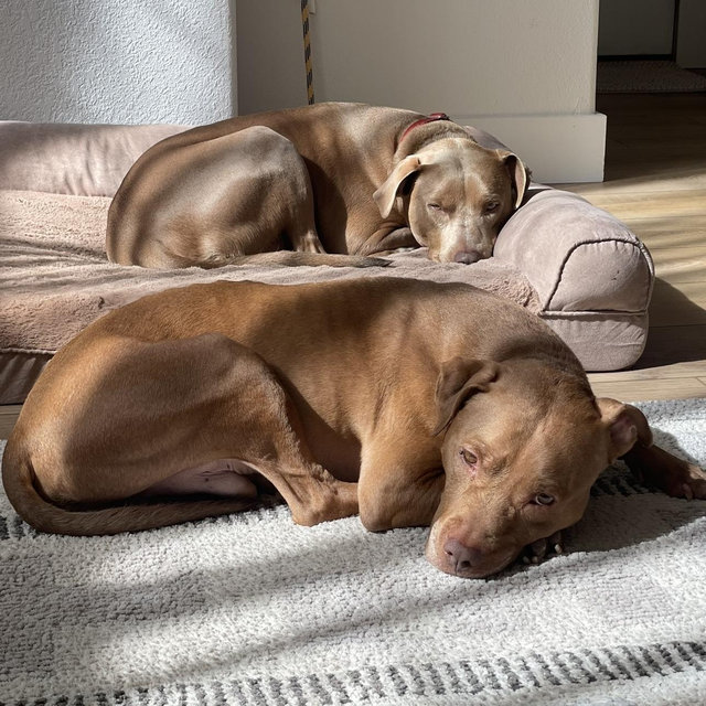 Pet Sitter