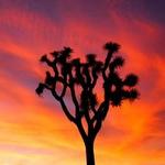 Joshua Tree National Park