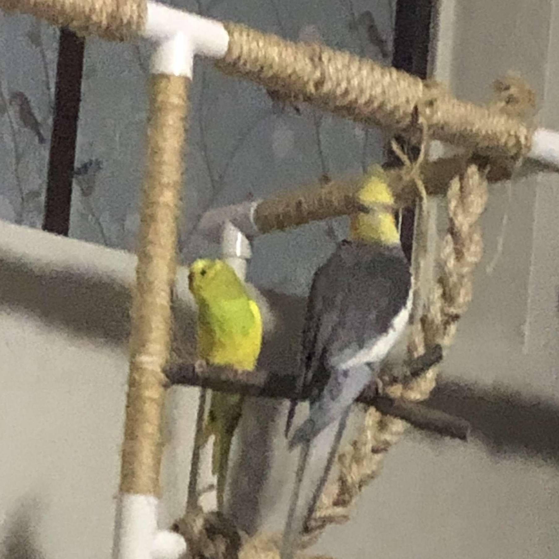 Our birdies (left to right) Leah and Alfie. Ciera's had these had these two for longer than she's known Zach