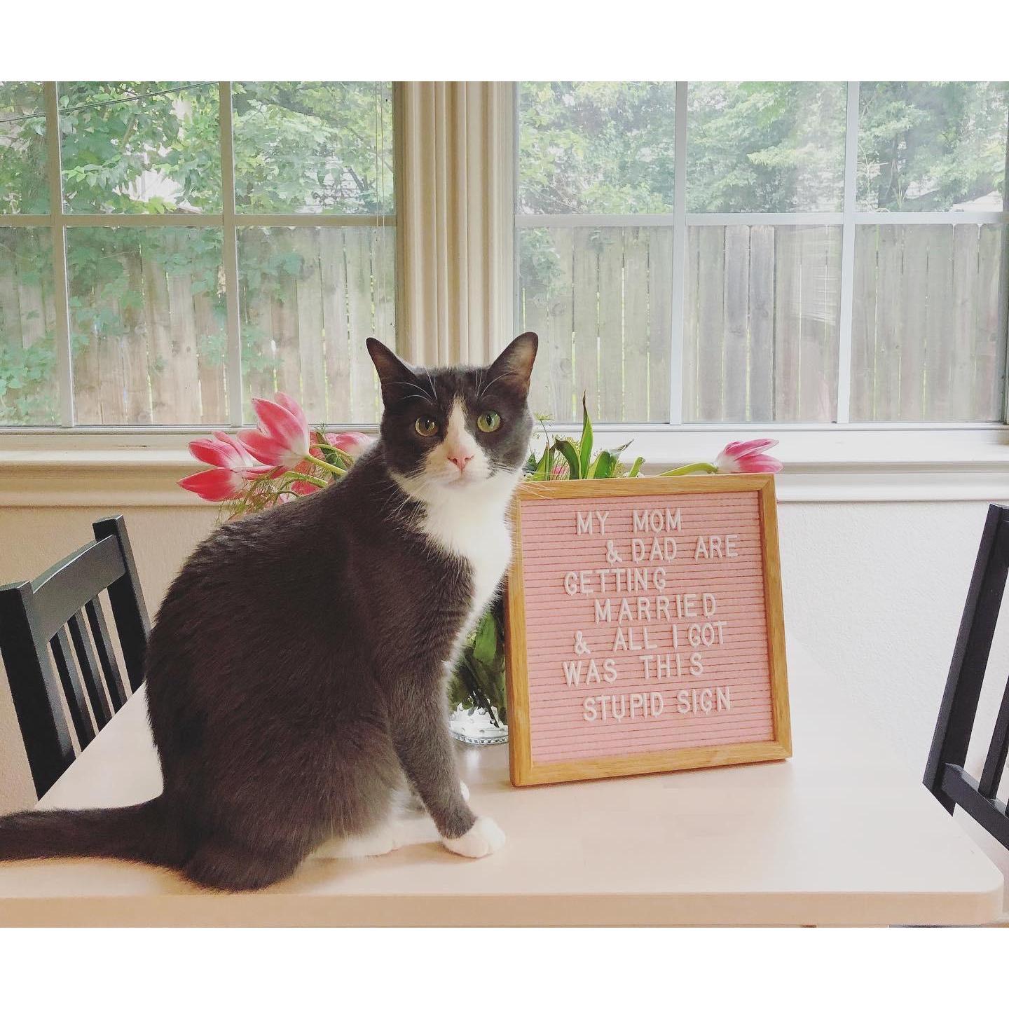 Our cat, Luther, announcing our engagement to the world.
