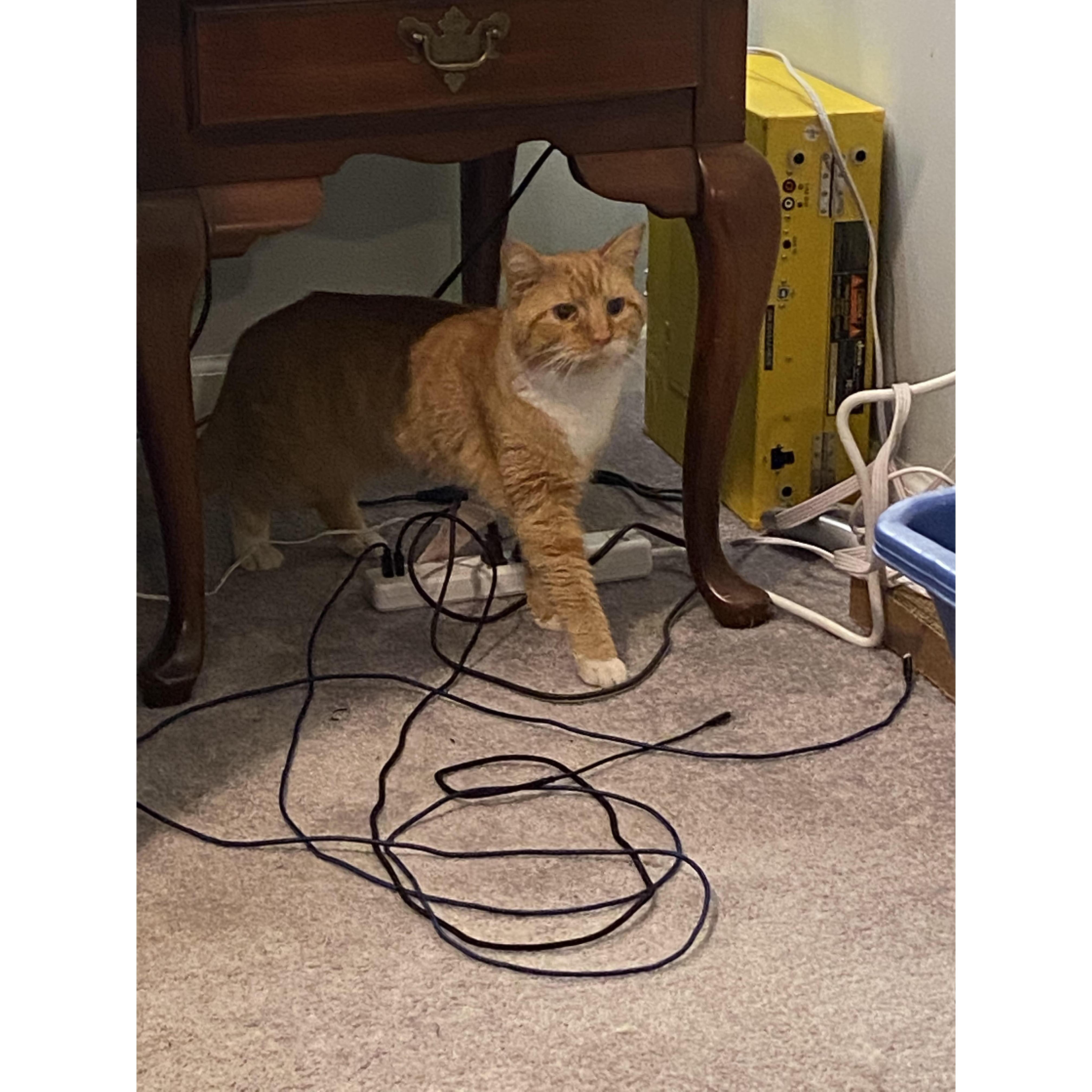 Taco, our first adopted pet