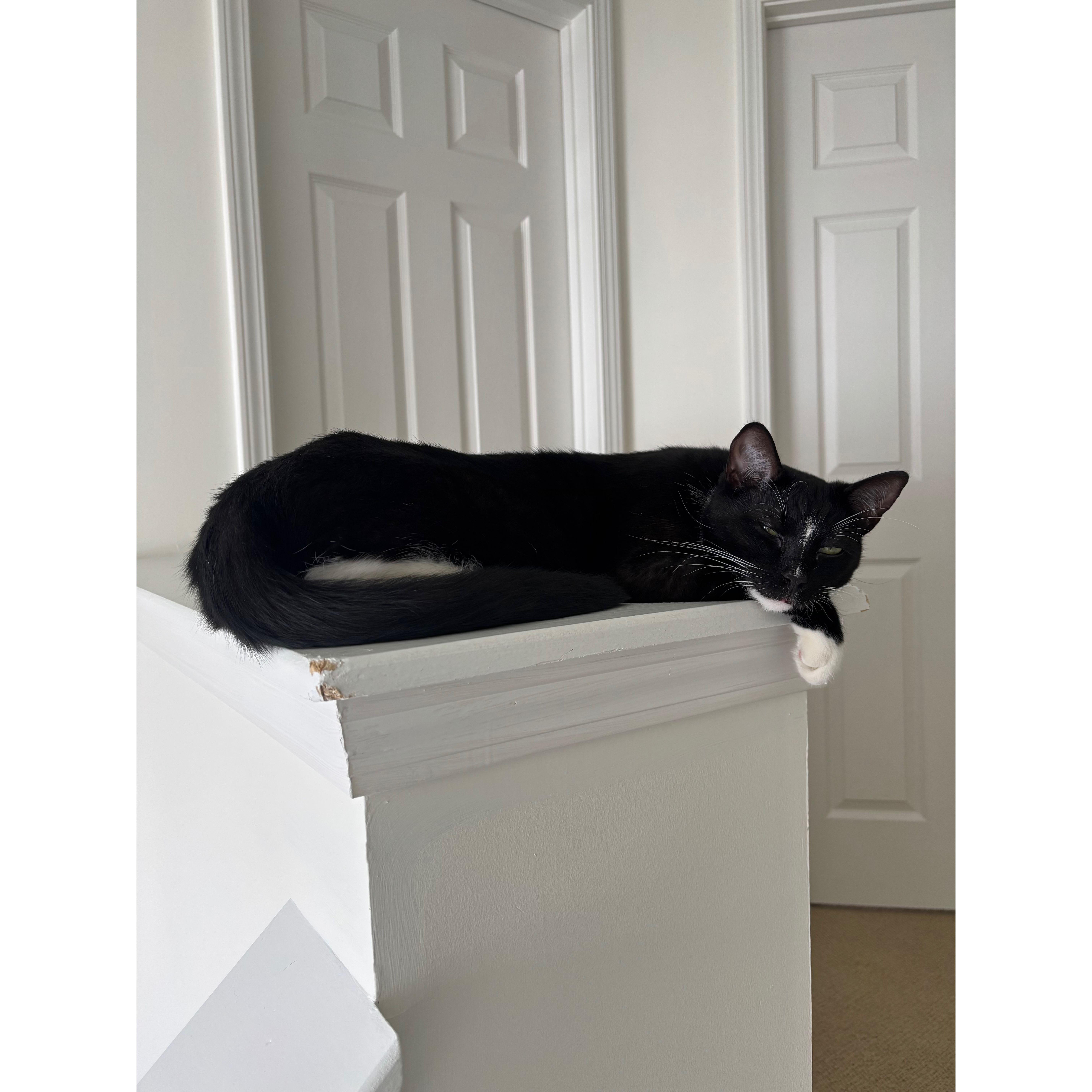 Lounging on his perch