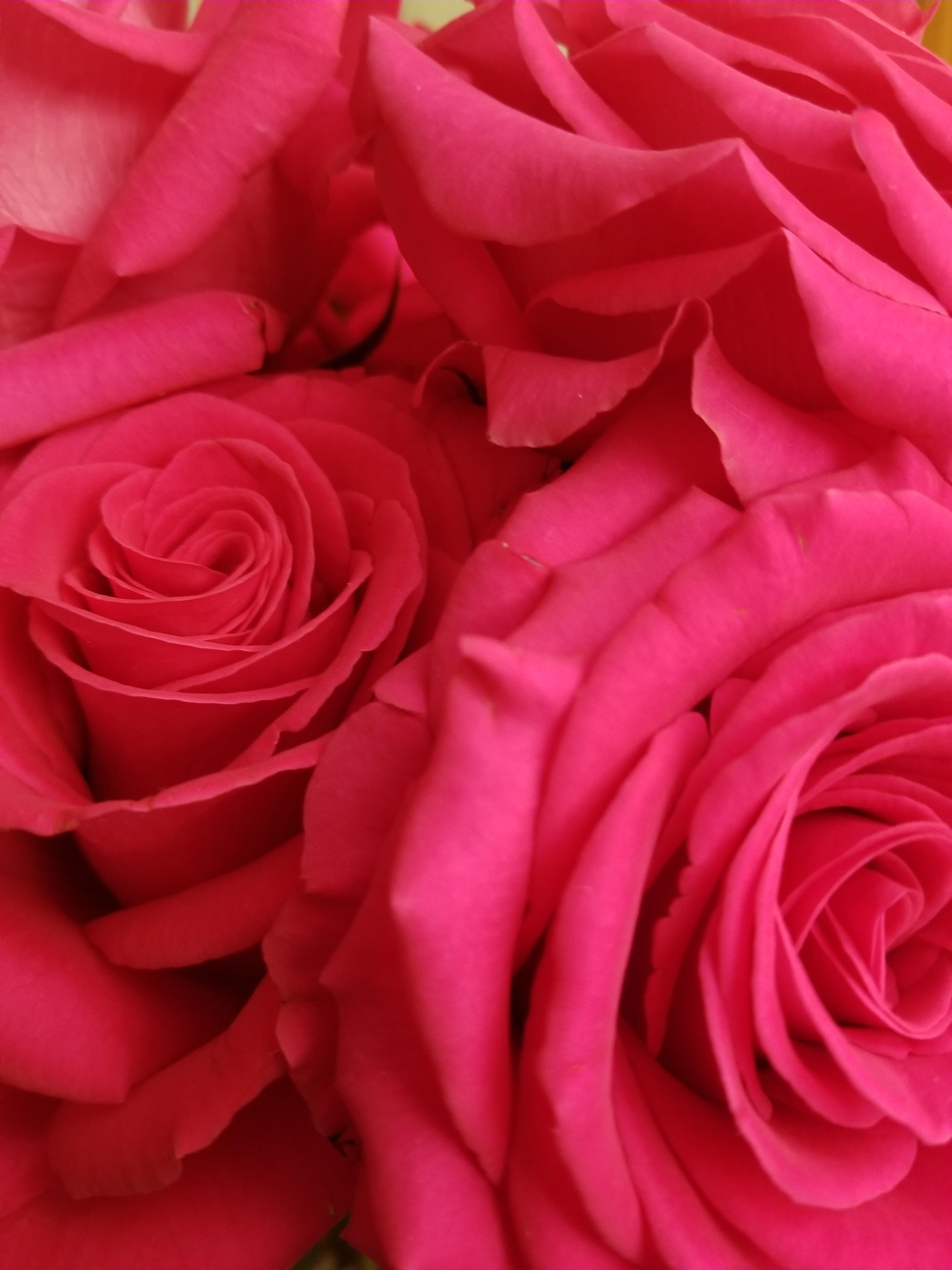 The Wedding Website of Nihaara Sosha and Leif Johnson