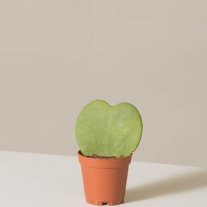 The Sill Digital Gift Card