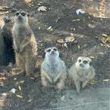 Henry Vilas Zoo