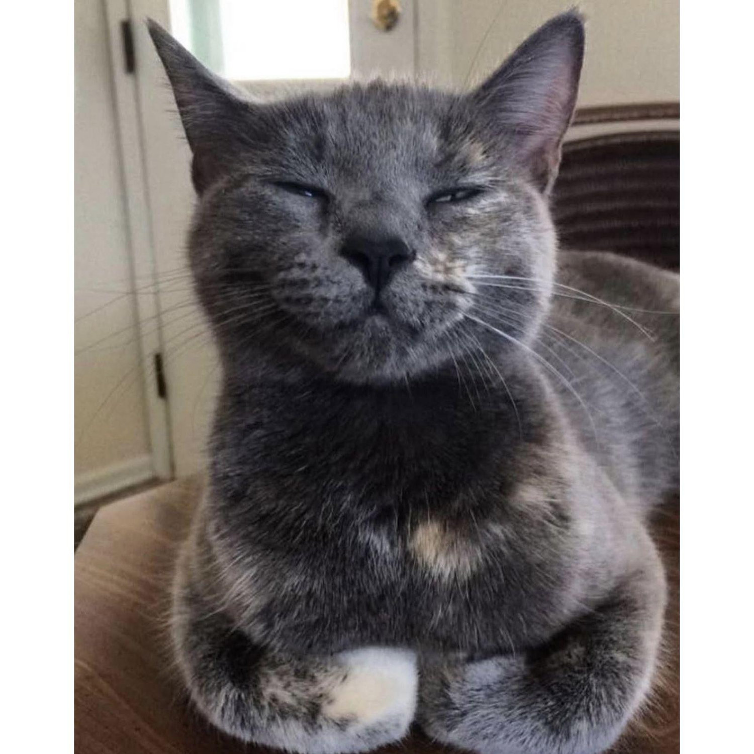 Violet! She was my soul kitty, she was also a rescue (because that's all we do is rescue fur babies), and she was the best girl. We miss you Vi ♥