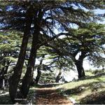 Shouf Biosphere Reserve Barouk Cedar Forest