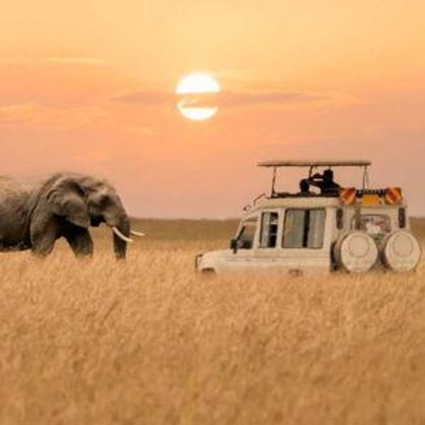 African Safari Honeymoon