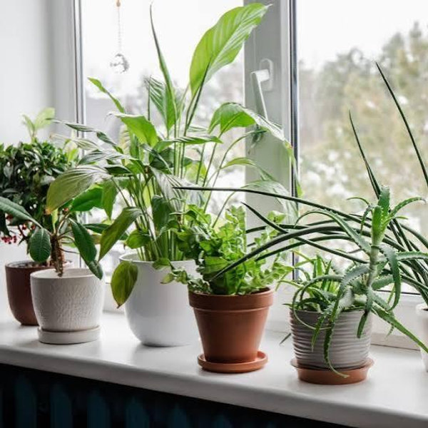 Plant Fund