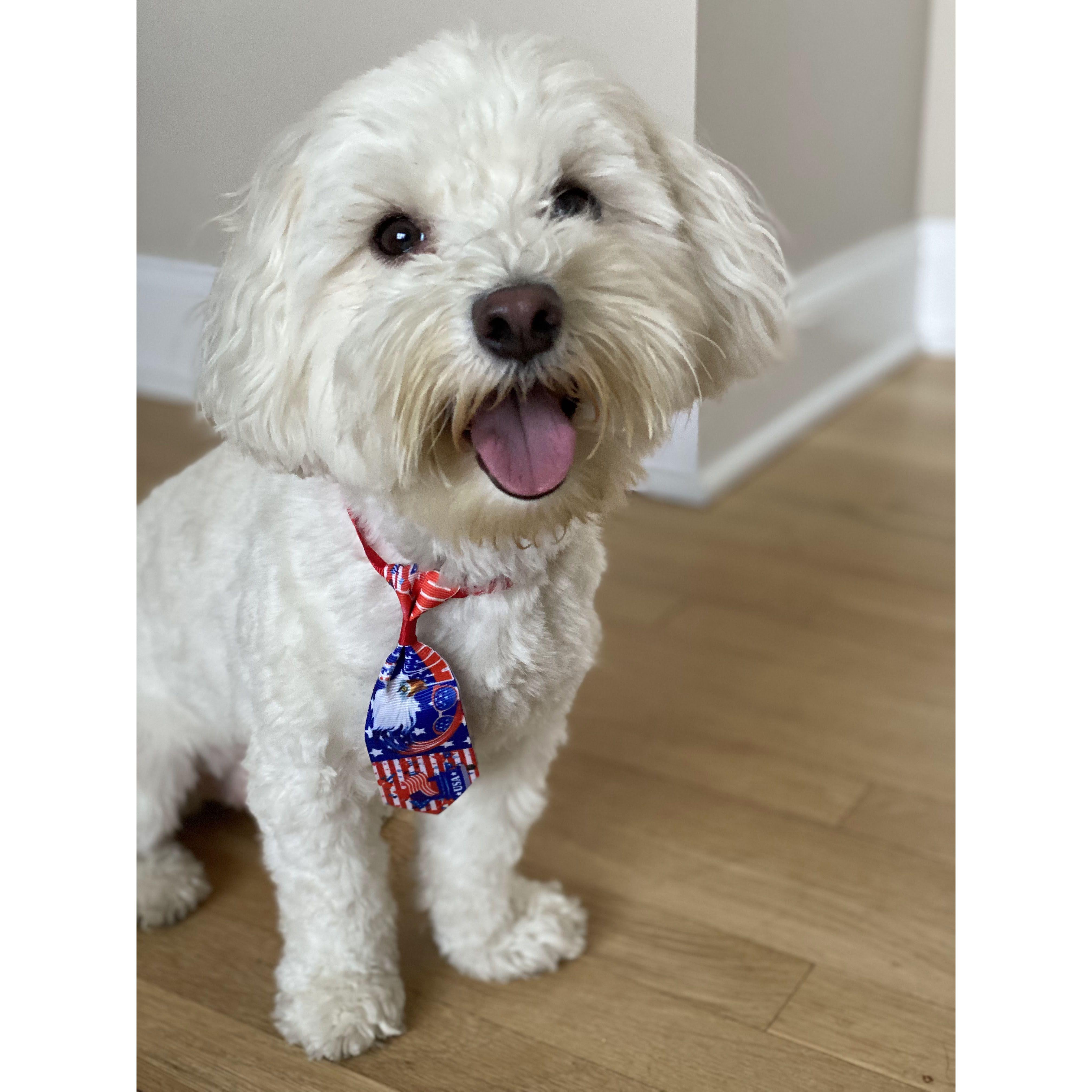 We love our fur baby, Mr. Biscuit!