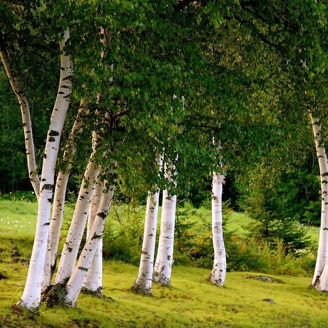 Birch Tree