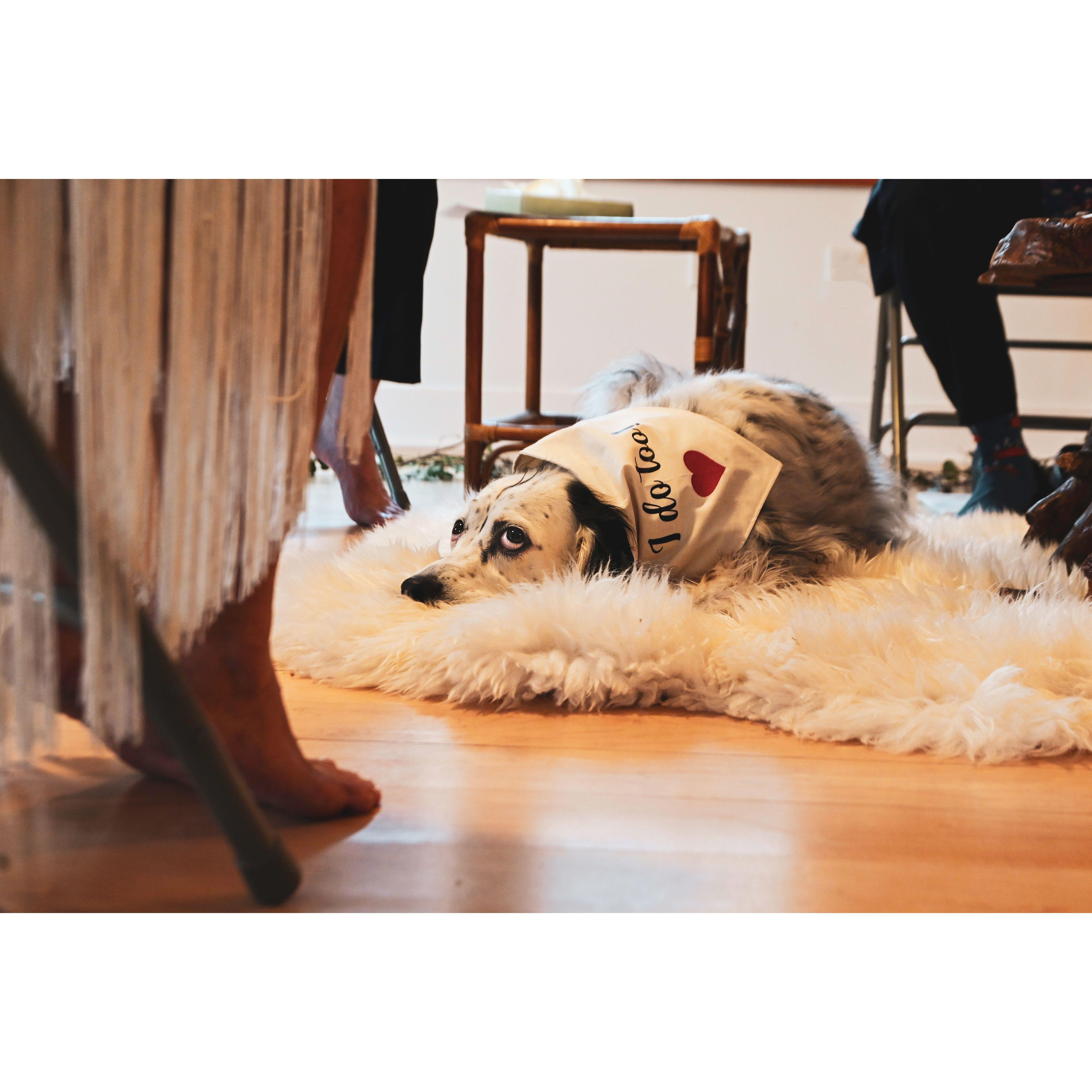 Mosey Bum Bum loves the furry rug.