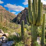 Best Hiking trails in Tucson