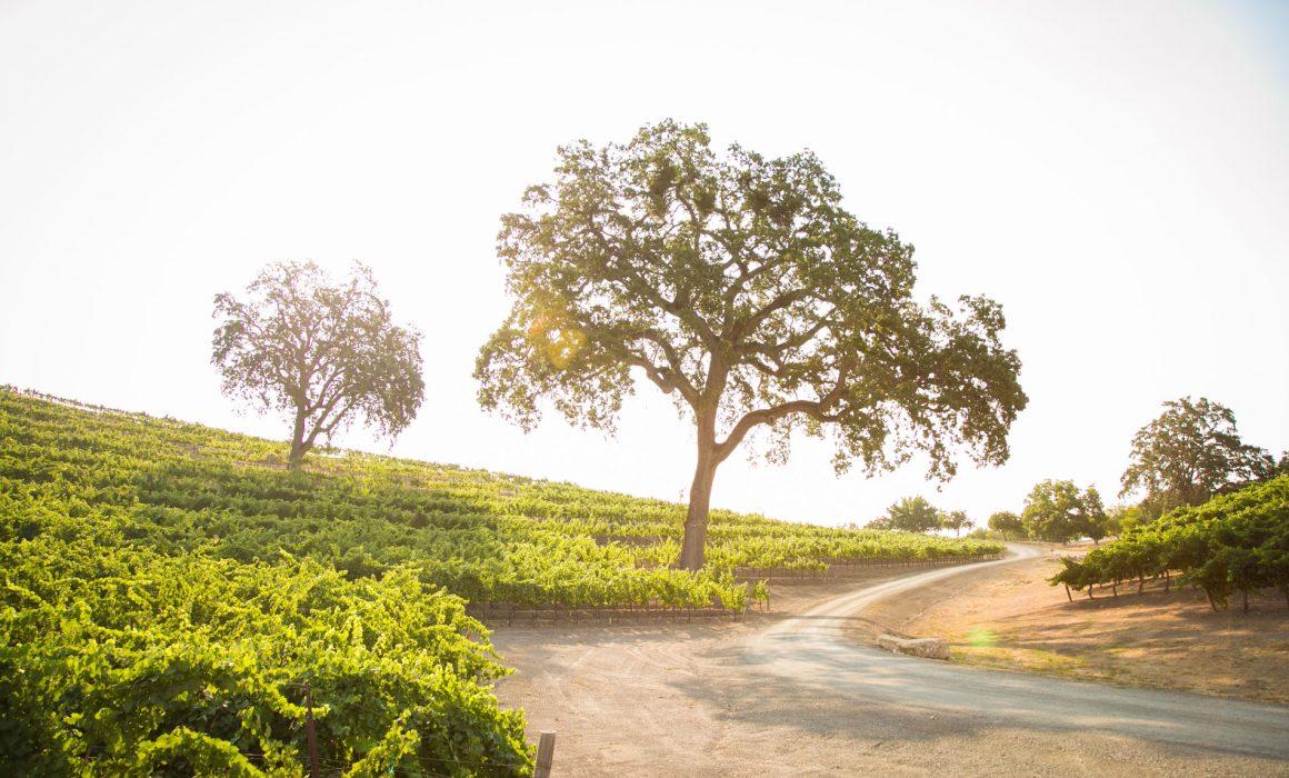 The Wedding Website of Allison Dukes and Matthew Pavey