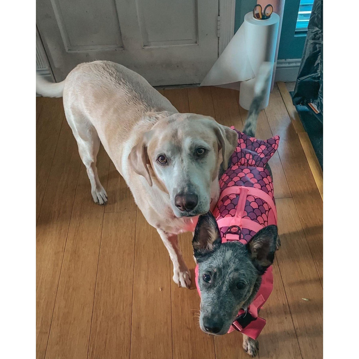 Did we mention we got another dog?