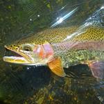 Fly Fishing at the Henry's Fork