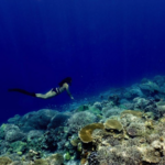 Snorkeling Adventure