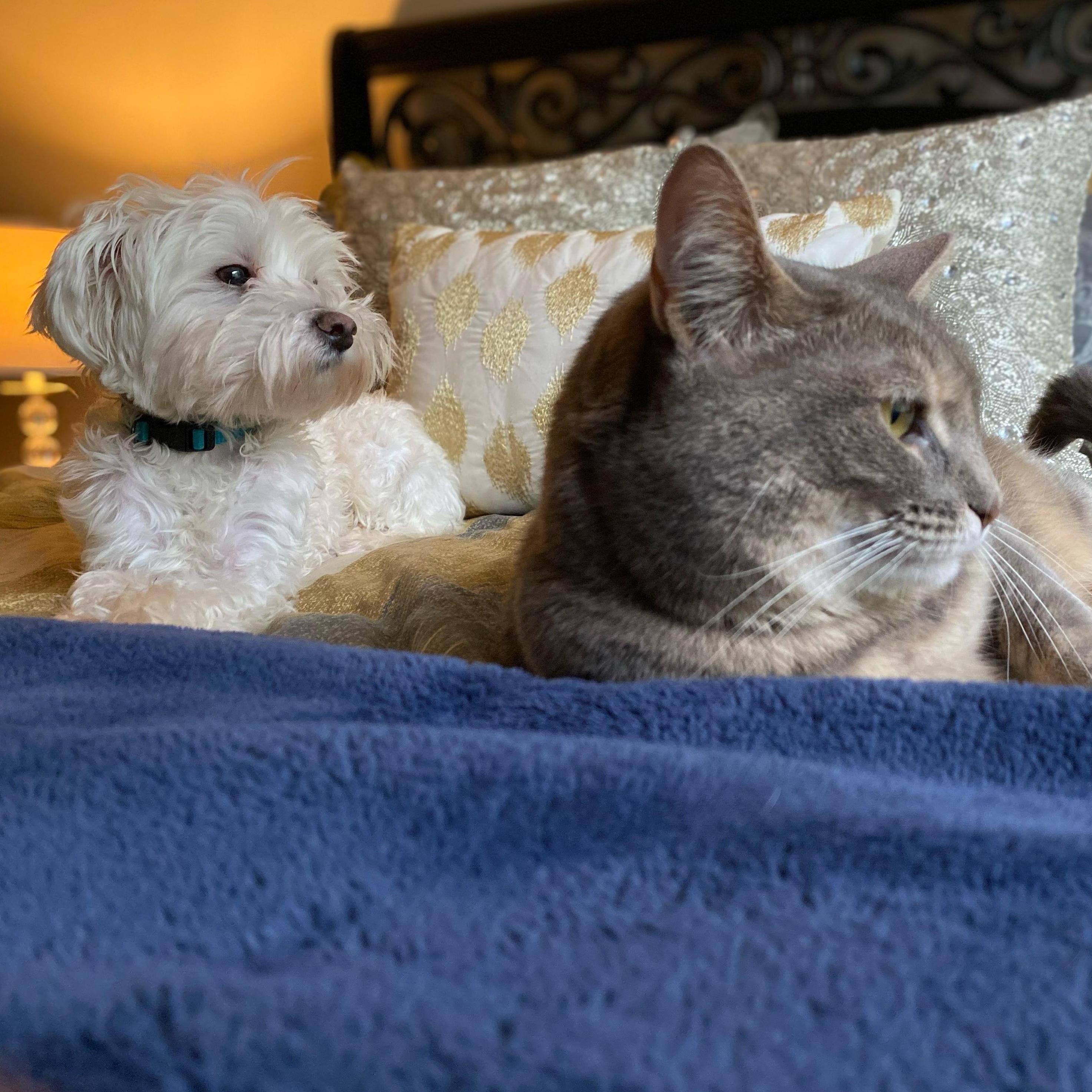 Our beautiful fur babies Lucky and Ava (left to right)