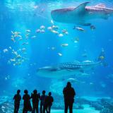 Georgia Aquarium