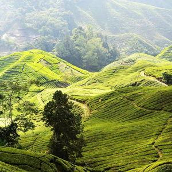 Cameron Highlands Tour