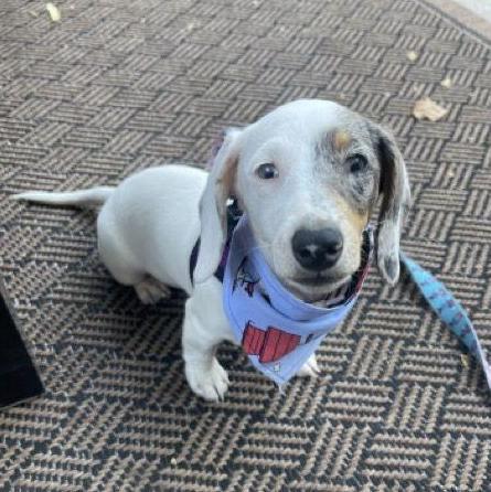 Snoopy our partially blind and fully deaf dachshund.