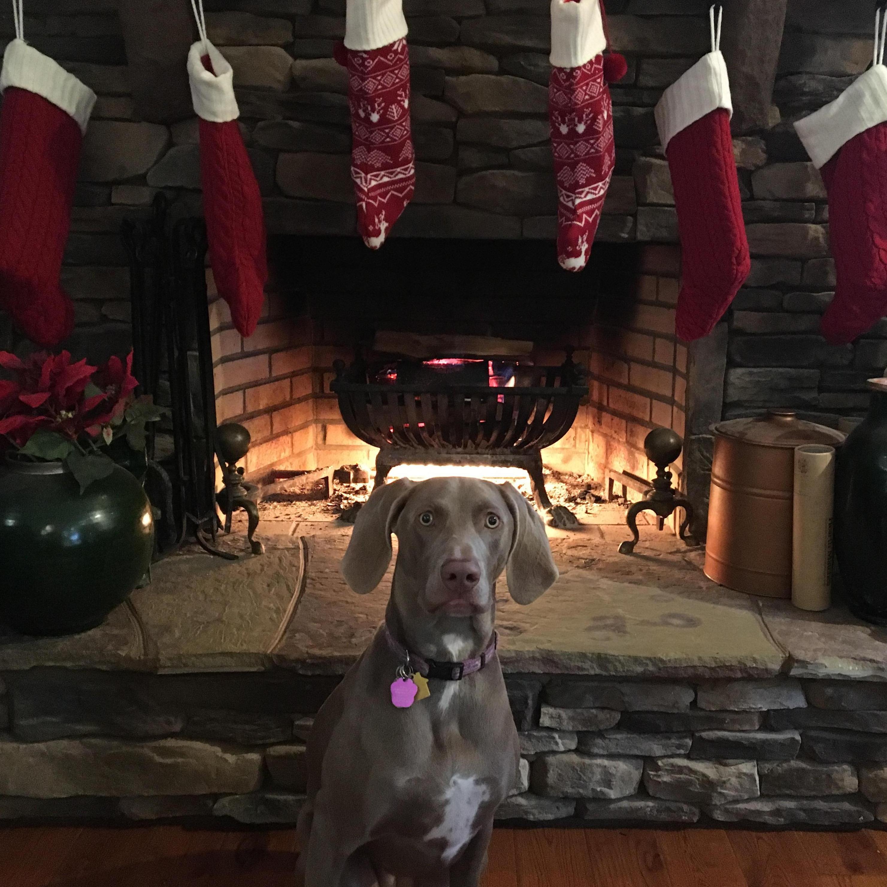 Koda Koola - our fury daughter!