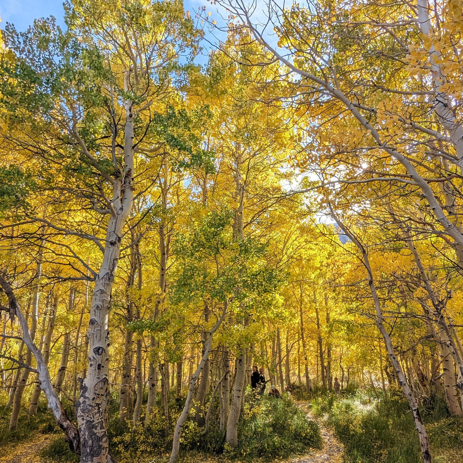 Aspen trees around Convict Lake