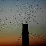 Chapman Swifts Viewing