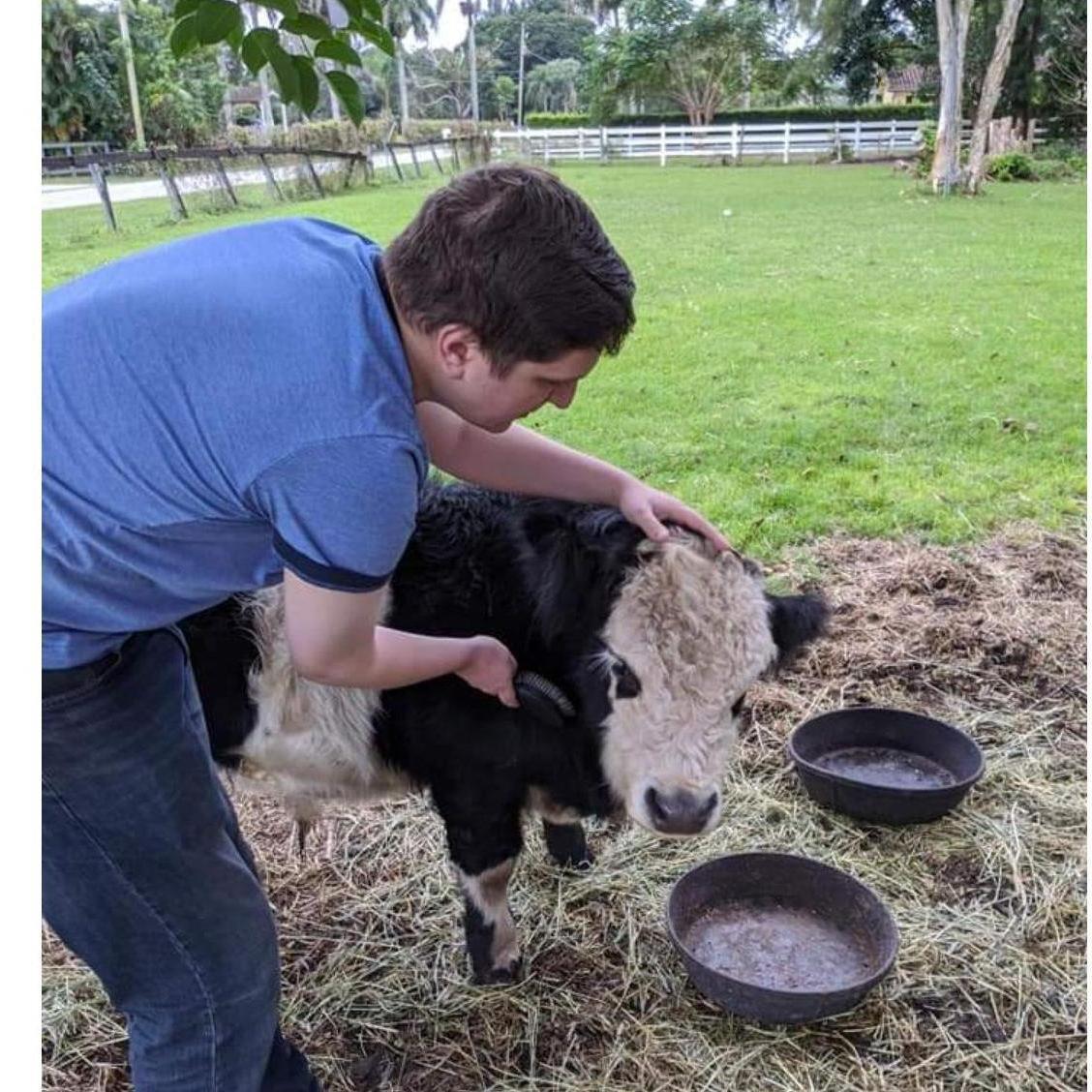 Tiny Cows!