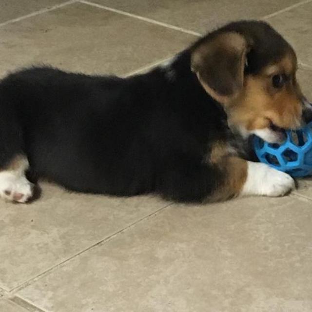 Our Pet Toy Fund