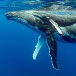 Monterey Bay National Marine Sanctuary