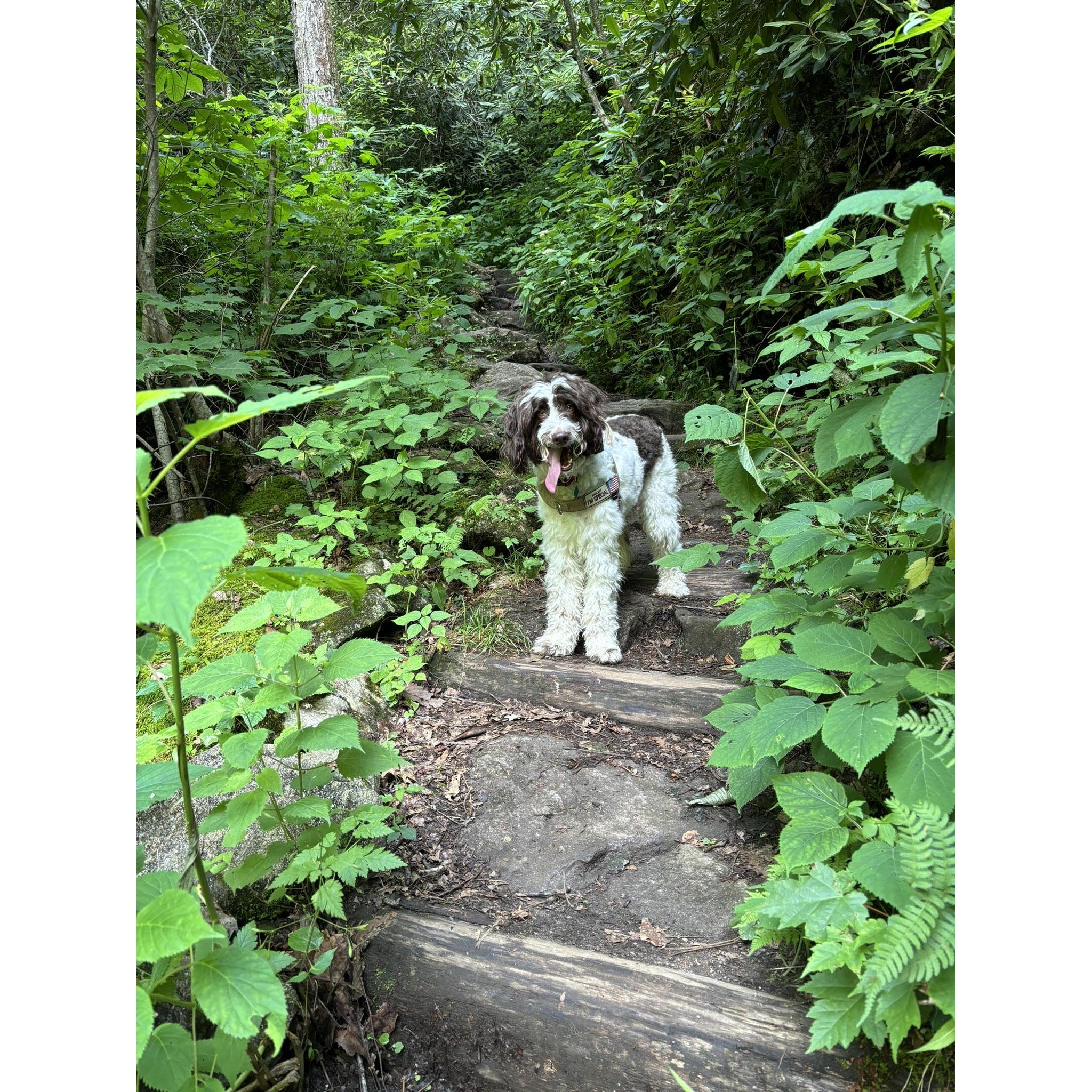 The current love of Ben and Lauren's life! Chubb (named after Nick Chubb, a former Georgia Football player)!