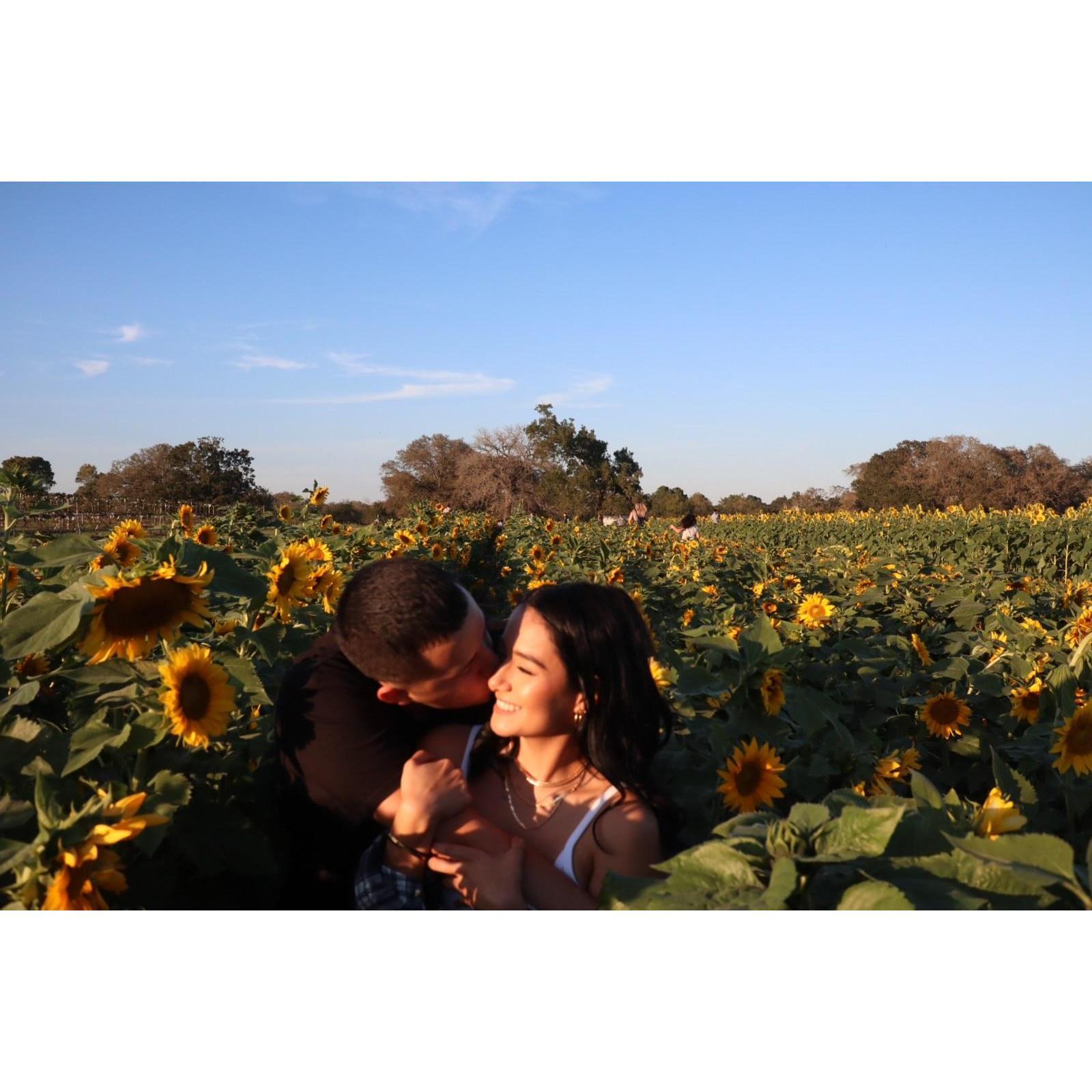 Sunflower patch dates