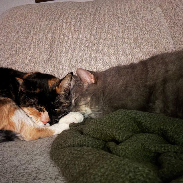Pet Sitter For Our Honeymoon