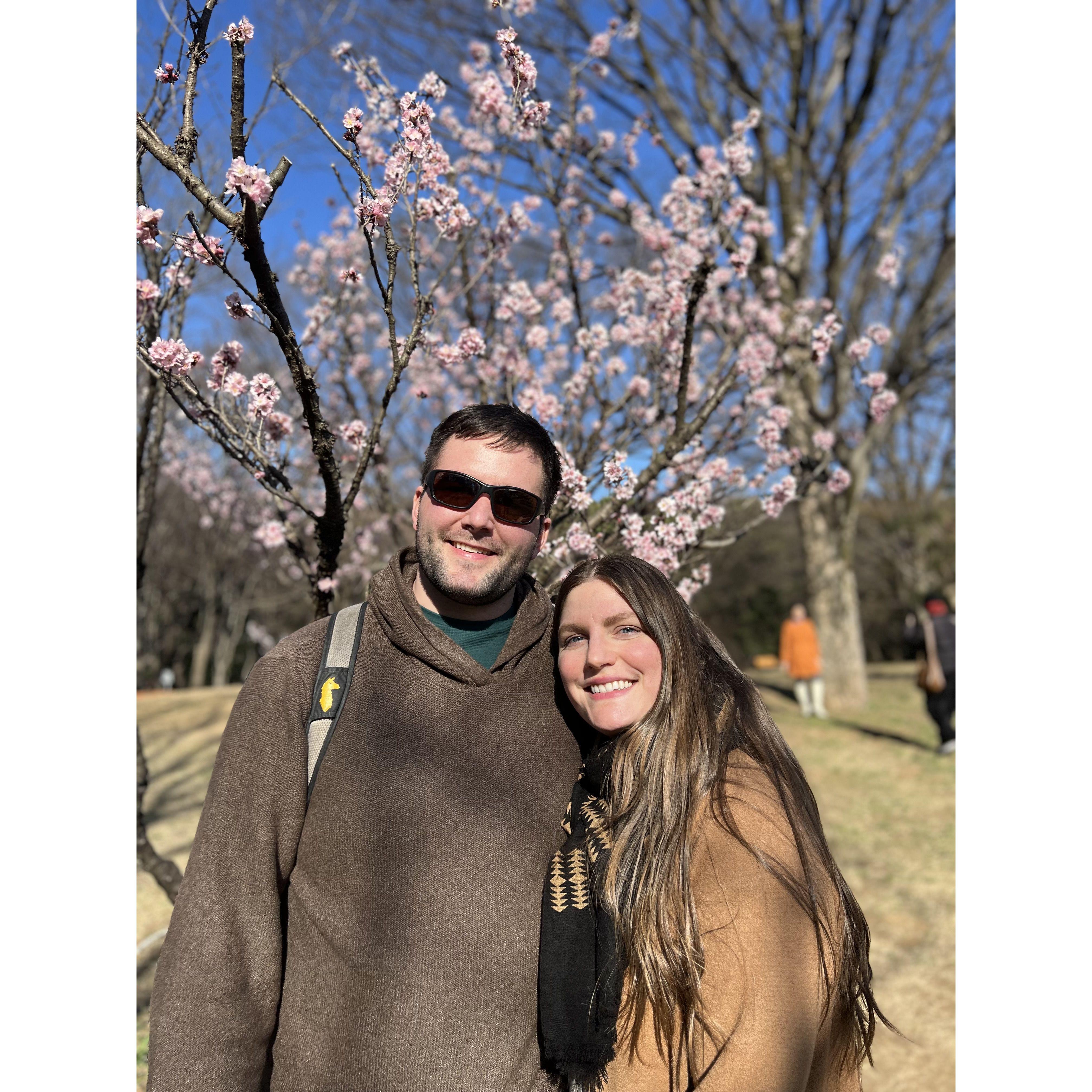 Cherry blossoms in Japan