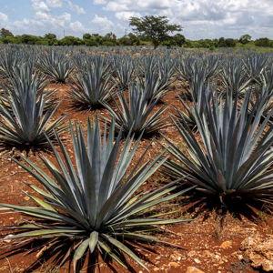 Mezcal Tasting