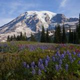 Mount Rainier National Park