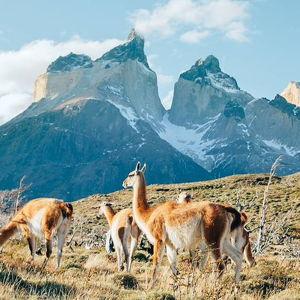 Honeymoon to visit CHILE 🇨🇱 (Yerisel’s birth country)