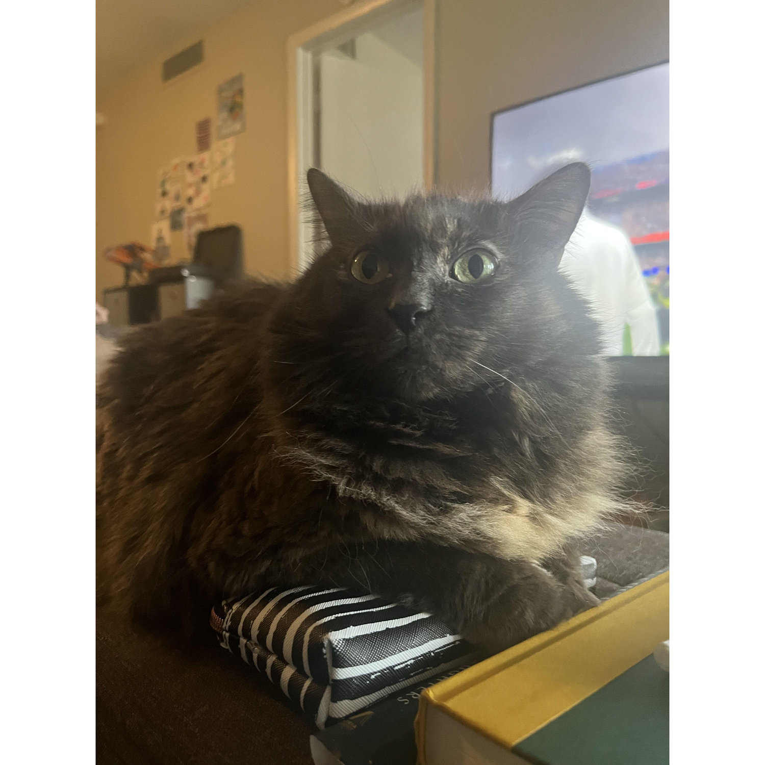 The Sweet Angel Tuna that Thomas brought into Chloe's life.