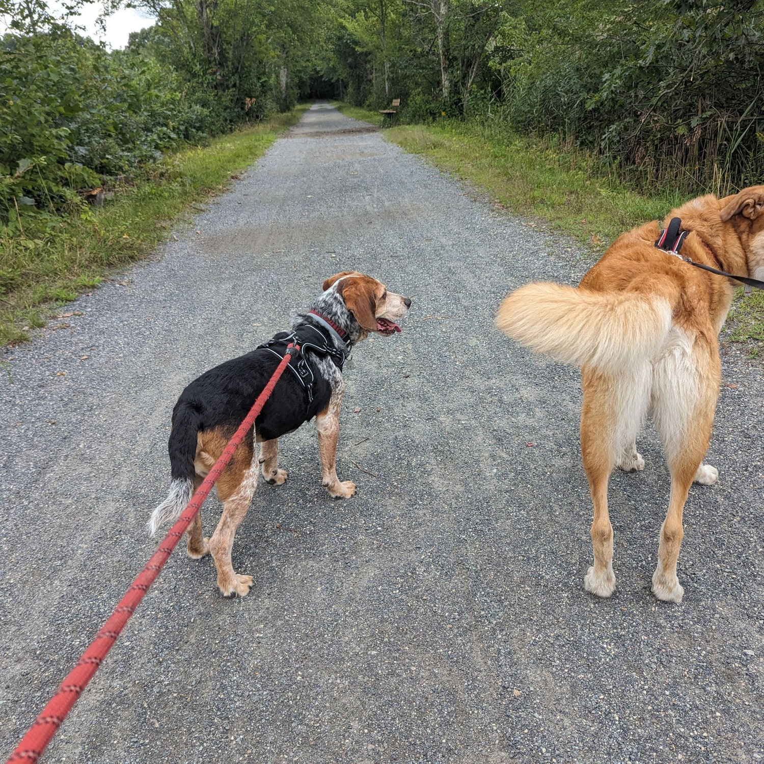 The first hike we took both dogs on