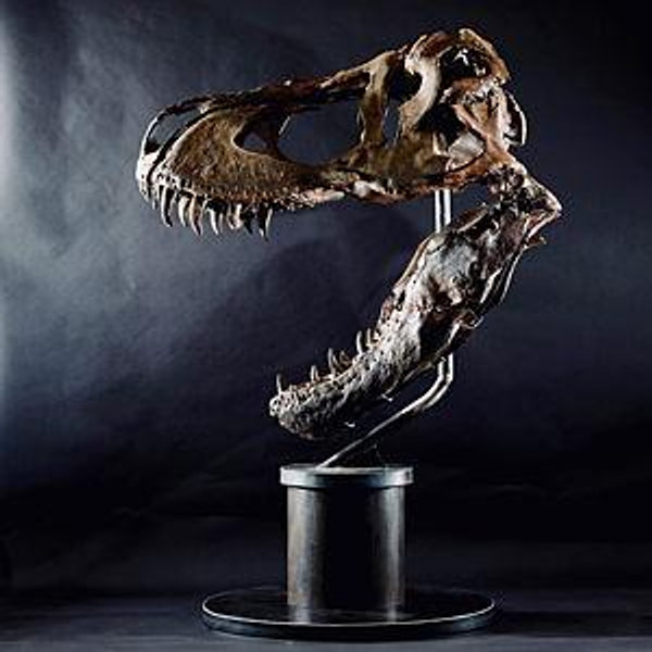Dinosaur Museum