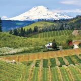Hood River Vineyards & Breweries