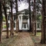 Rowan Oak